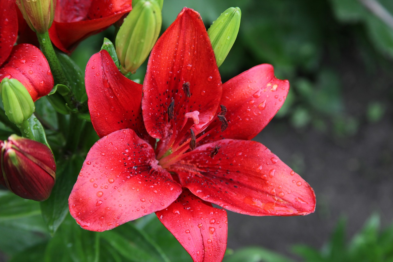 Image - red flower lily garden flower