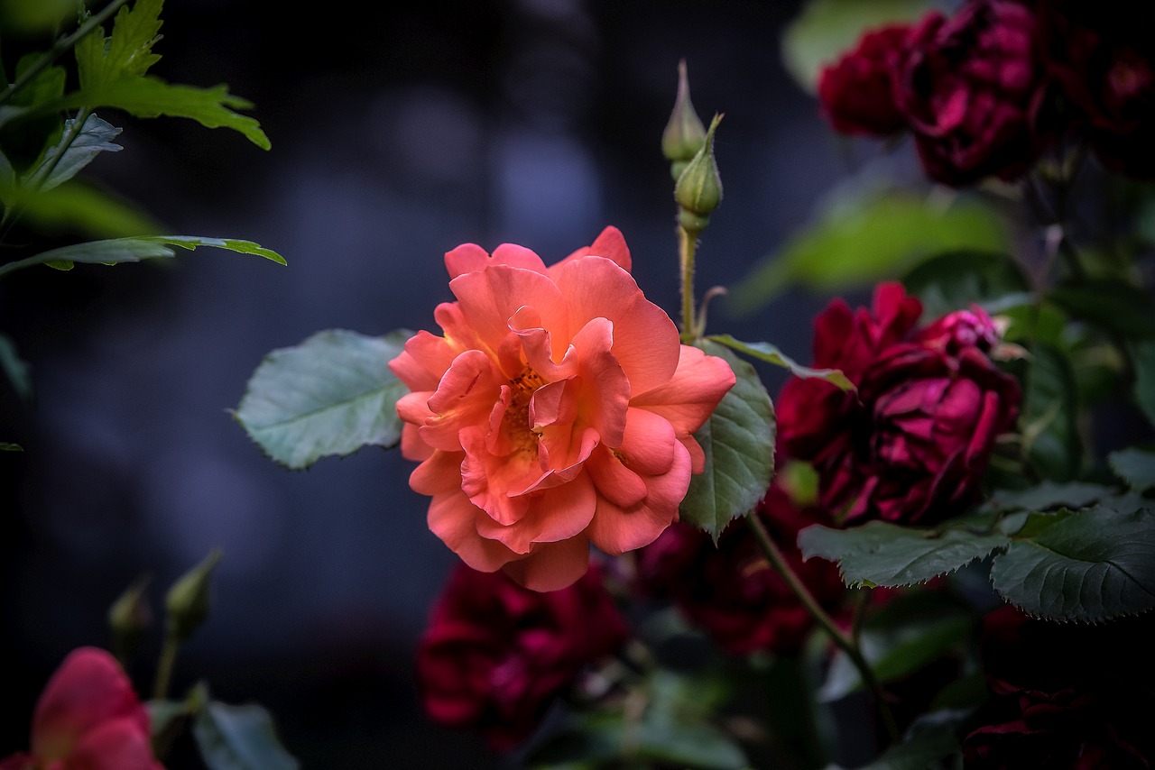 Image - nice flower red garden