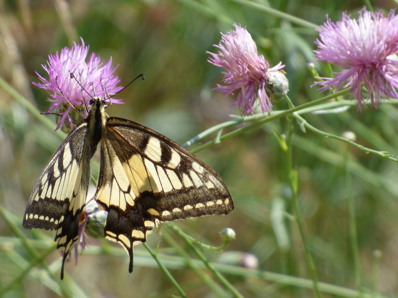Image - machaon papilio machaon