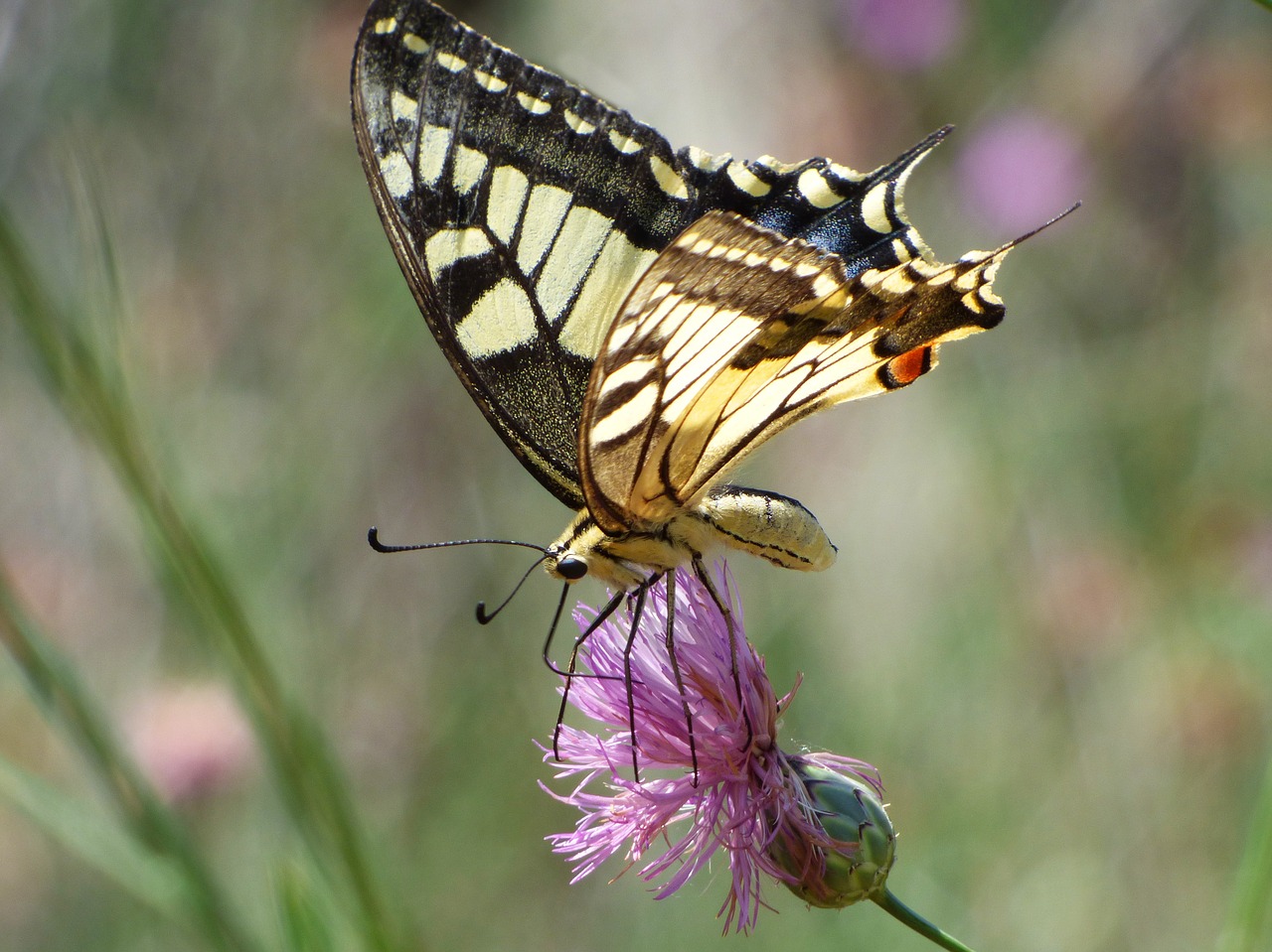 Image - machaon papilio machaon