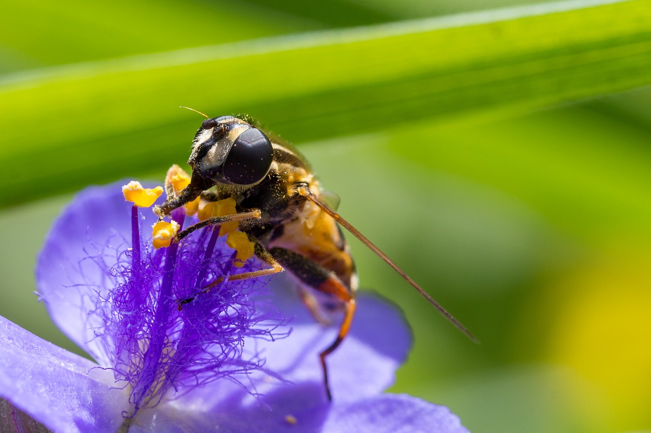 Image - macro flower purple fly blossom