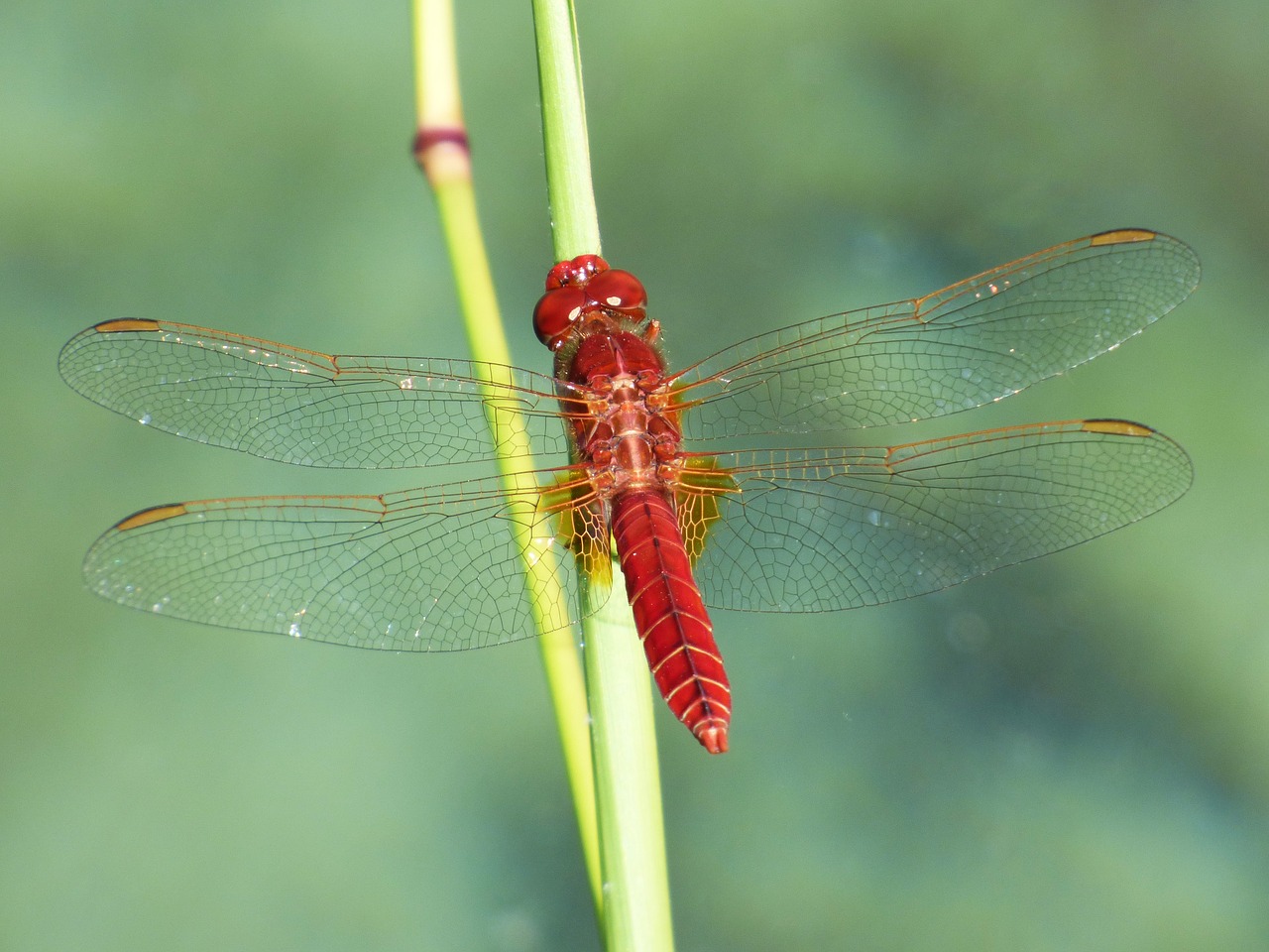 Image - erythraea crocothemis red dragonfly