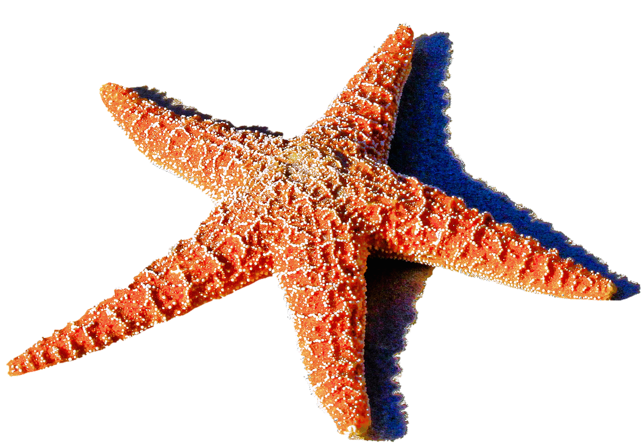 Image - isolated starfish red sea ocean