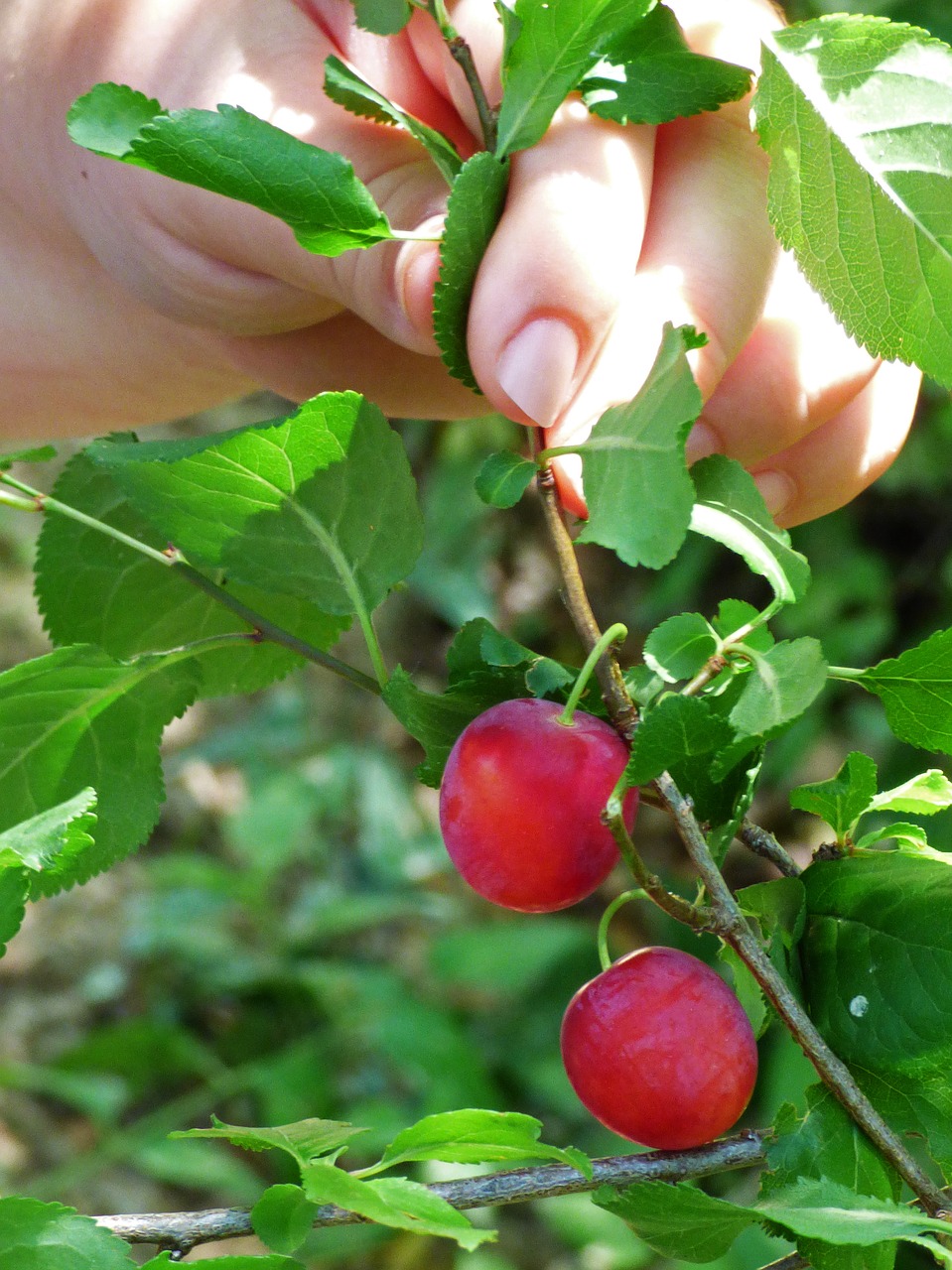 Image - plum plums wild child hand