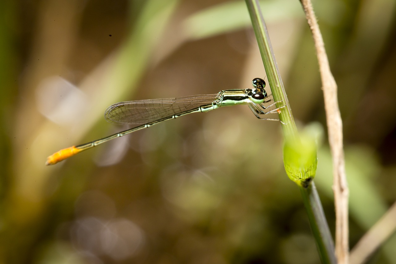 Image - dragonflies vietnam natural