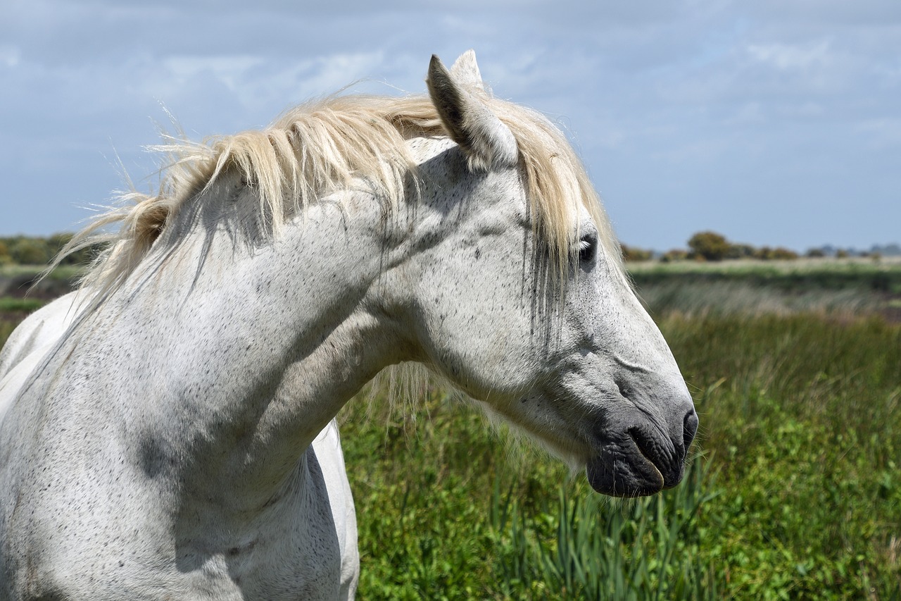 Image - horse white head portrait profile