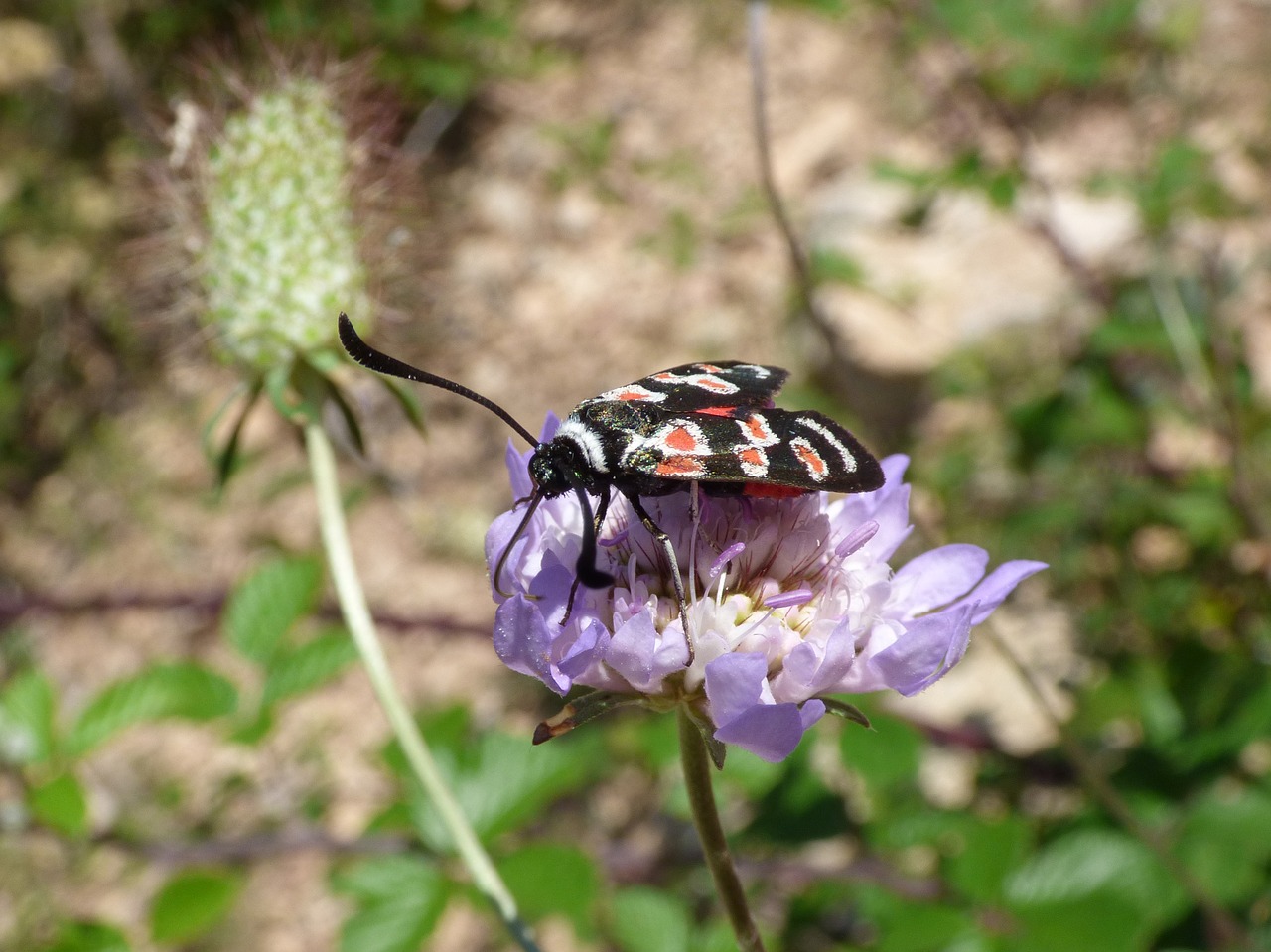 Image - butterfly zygaena filipendulae