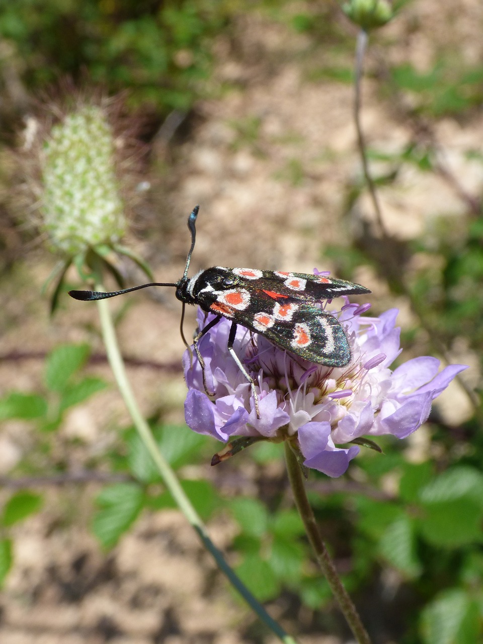 Image - butterfly zygaena filipendulae