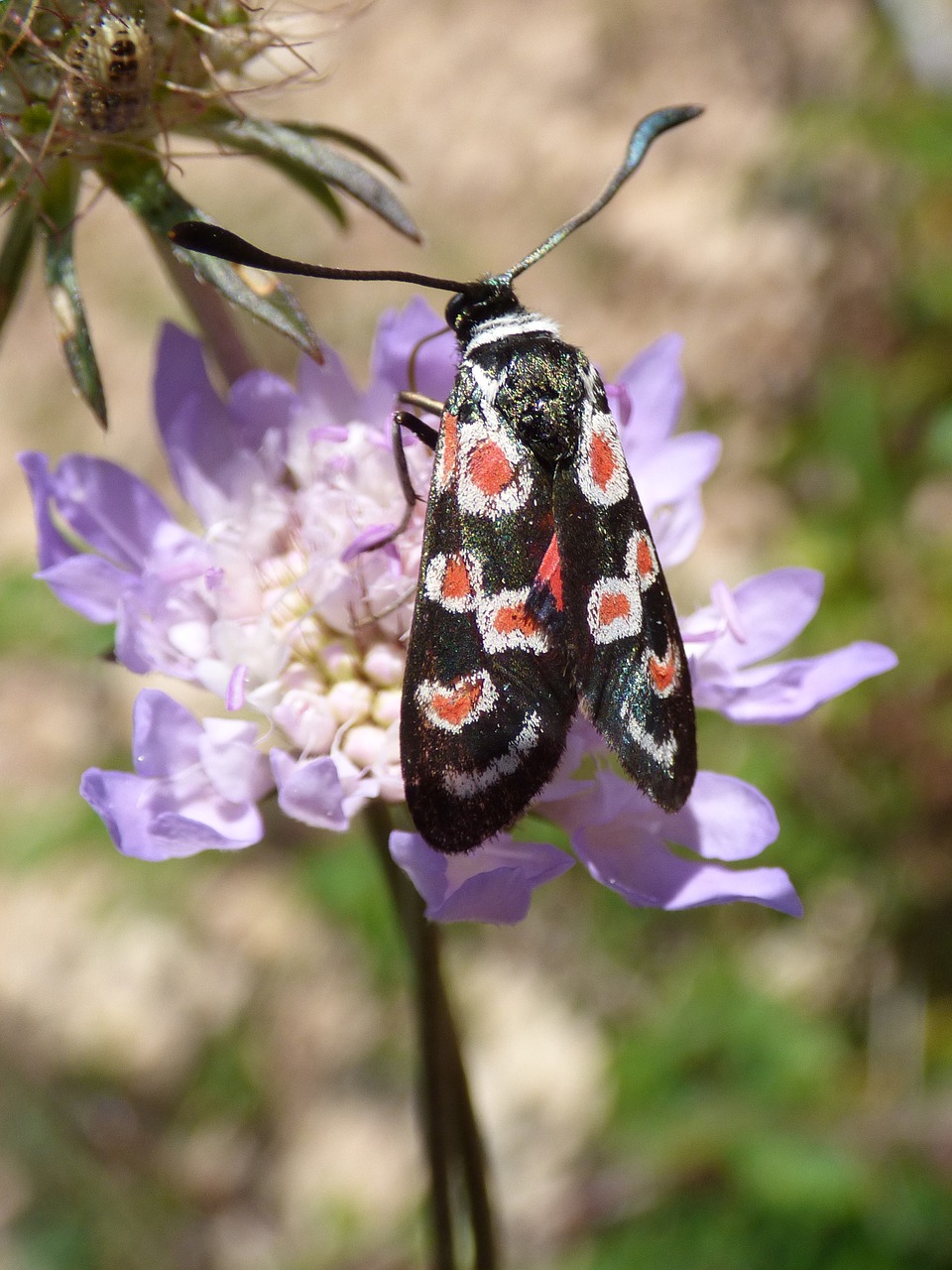 Image - butterfly zygaena filipendulae