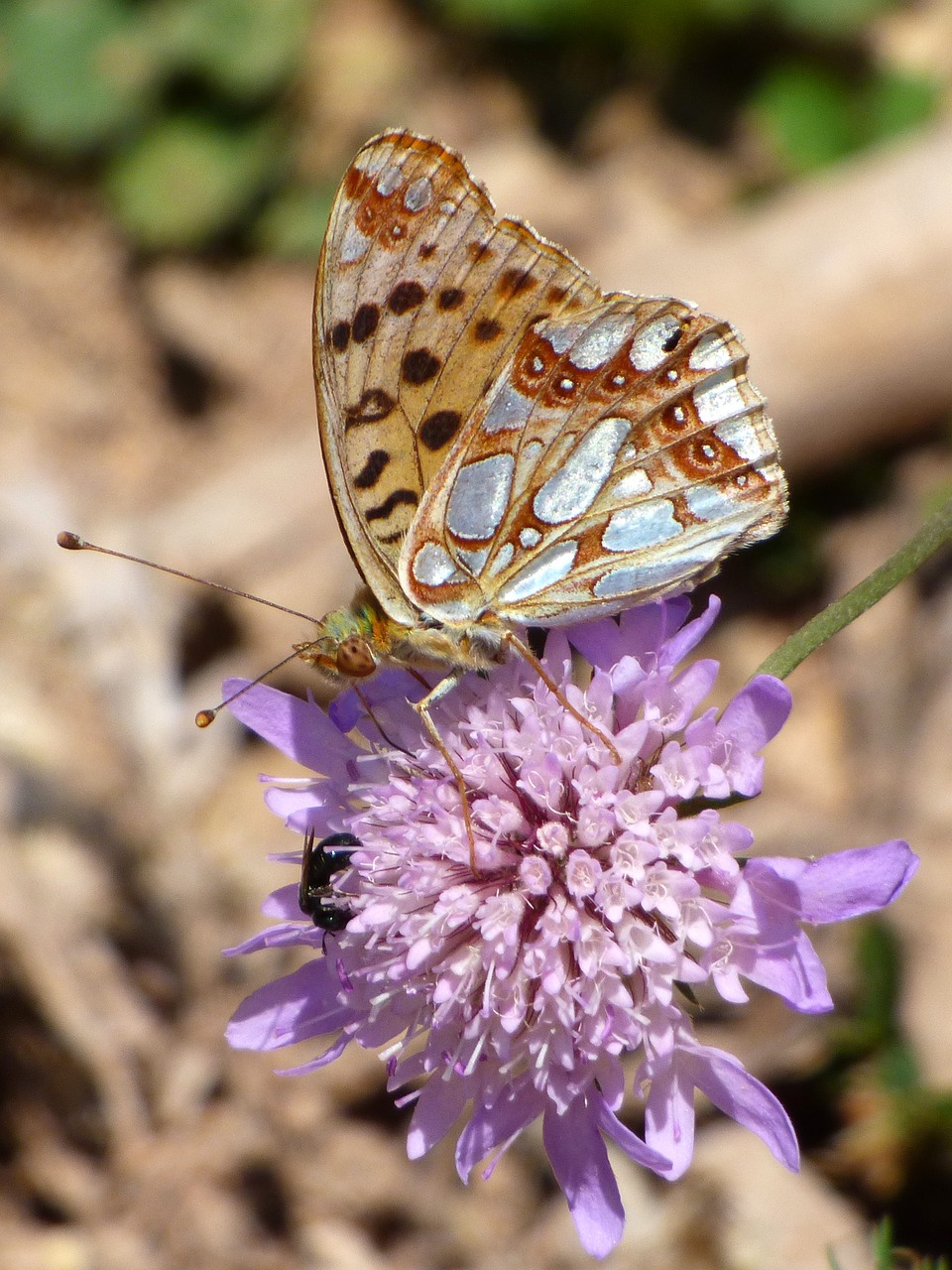 Image - butterfly wild flower libar detail