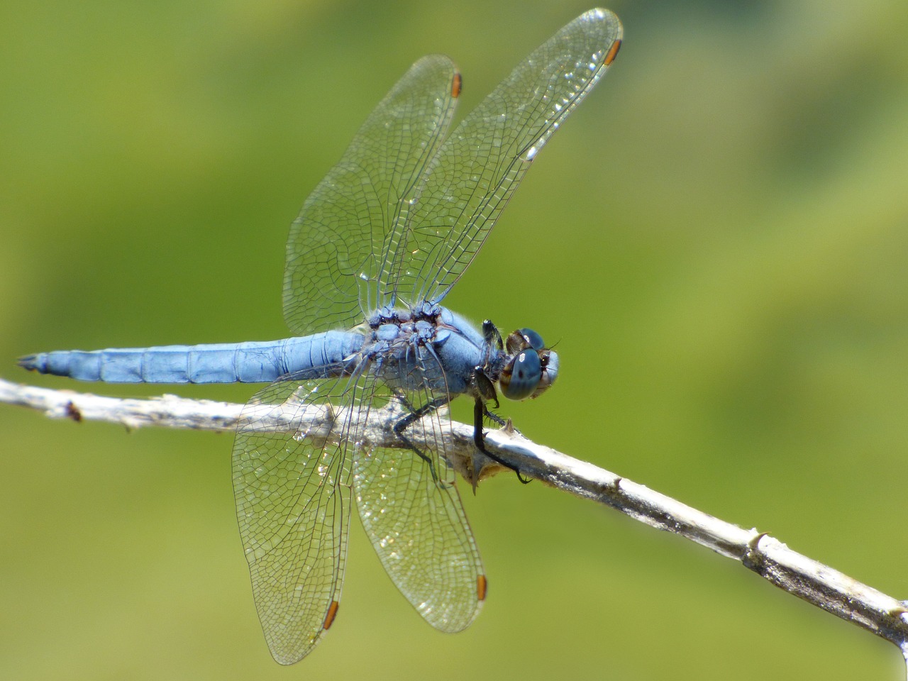 Image - blue dragonfly branch