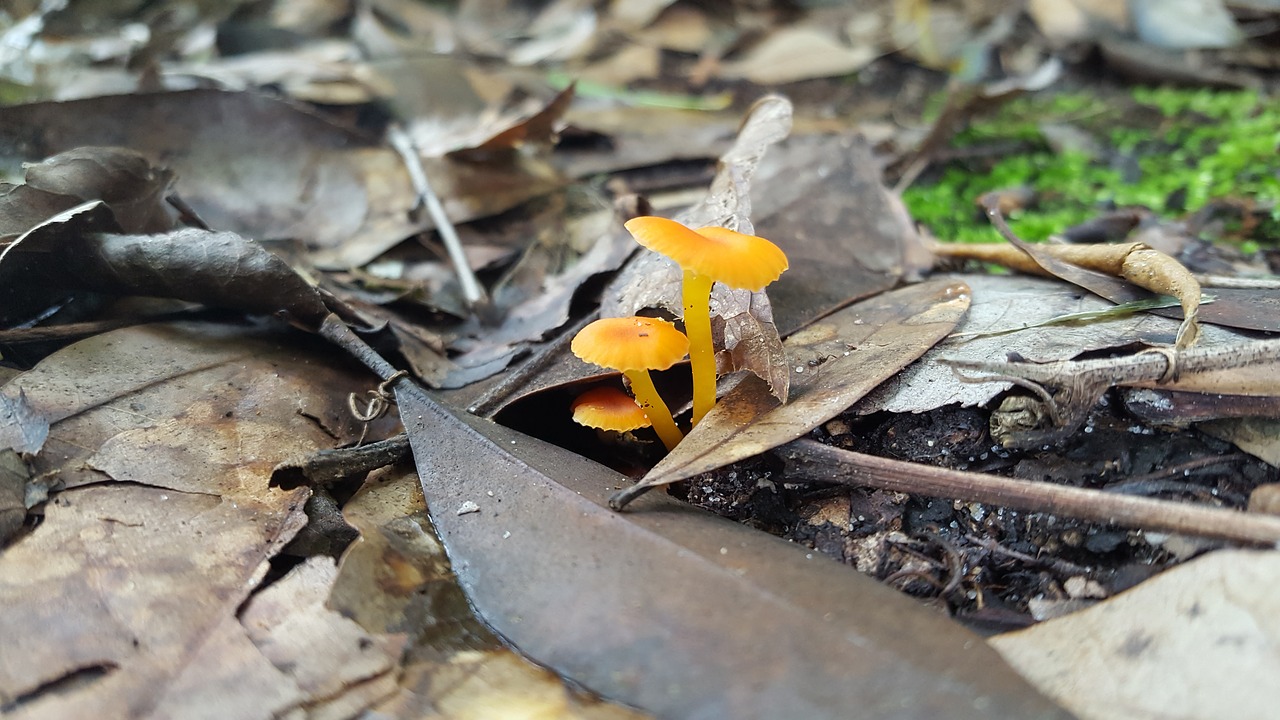 Image - small orange mushrooms