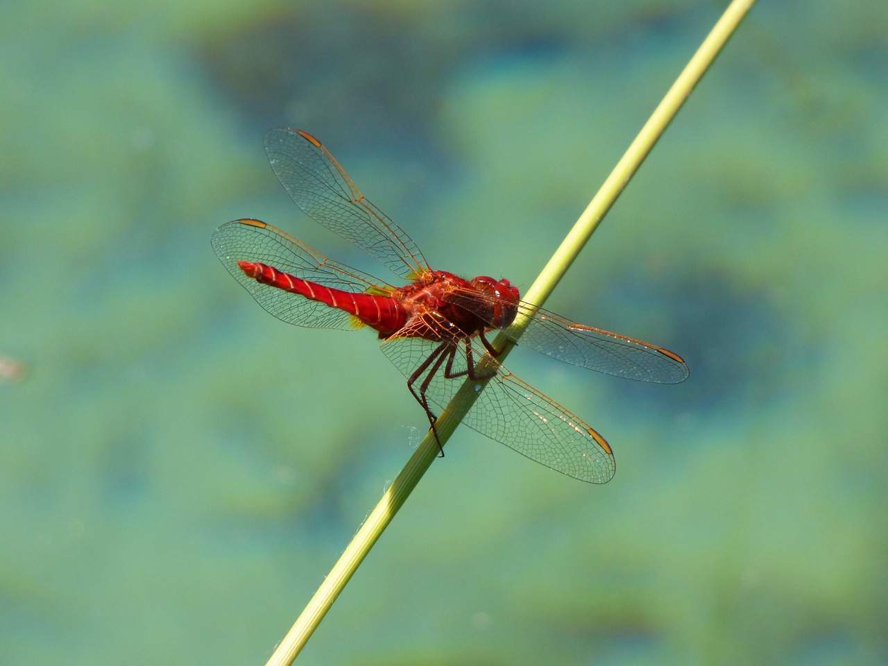 Image - red dragonfly branch wetland