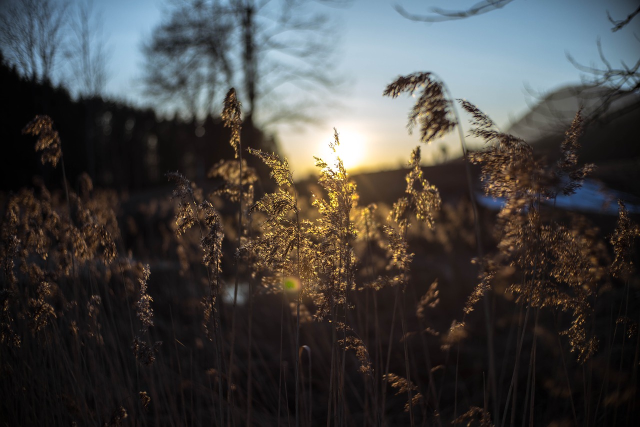 Image - sunset sky sun afterglow shrubs