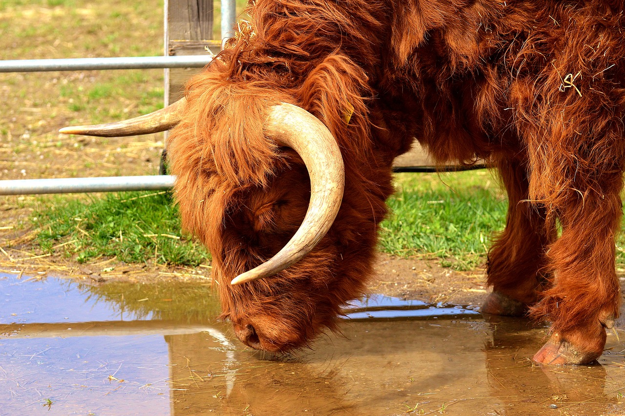 Image - highland beef drink water head