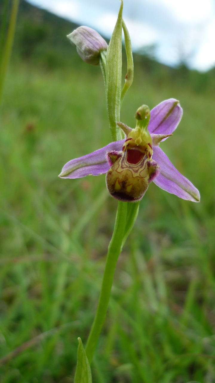 Image - bee orchid marmorata german orchid