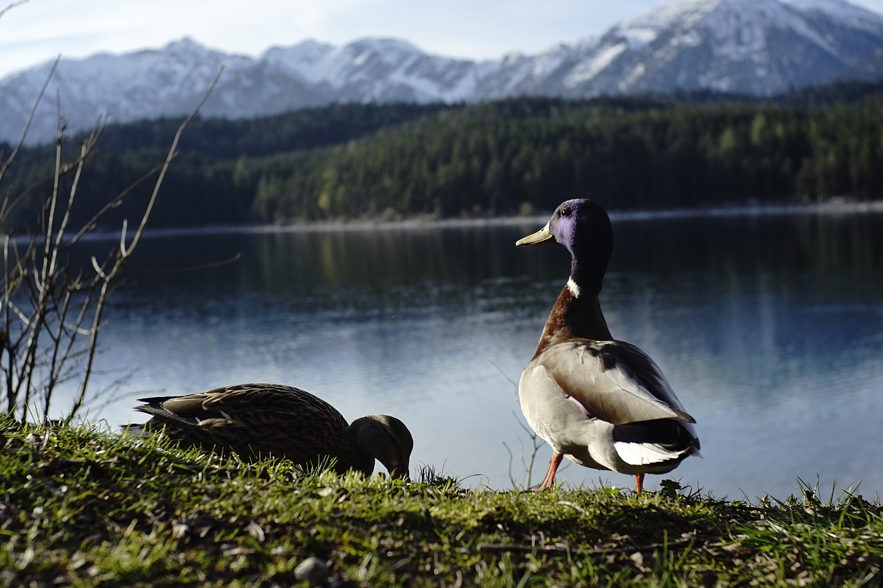 Image - eibsee bavaria duck summer nature