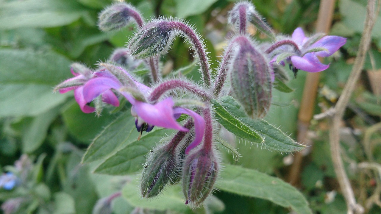 Image - summer flower borage spice nature