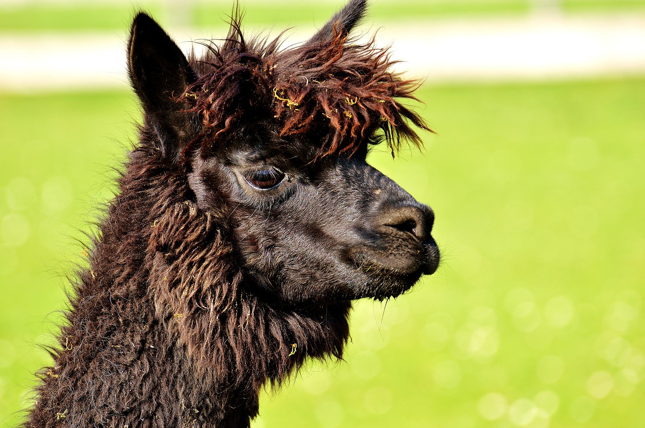 Image - lama head black animals cute