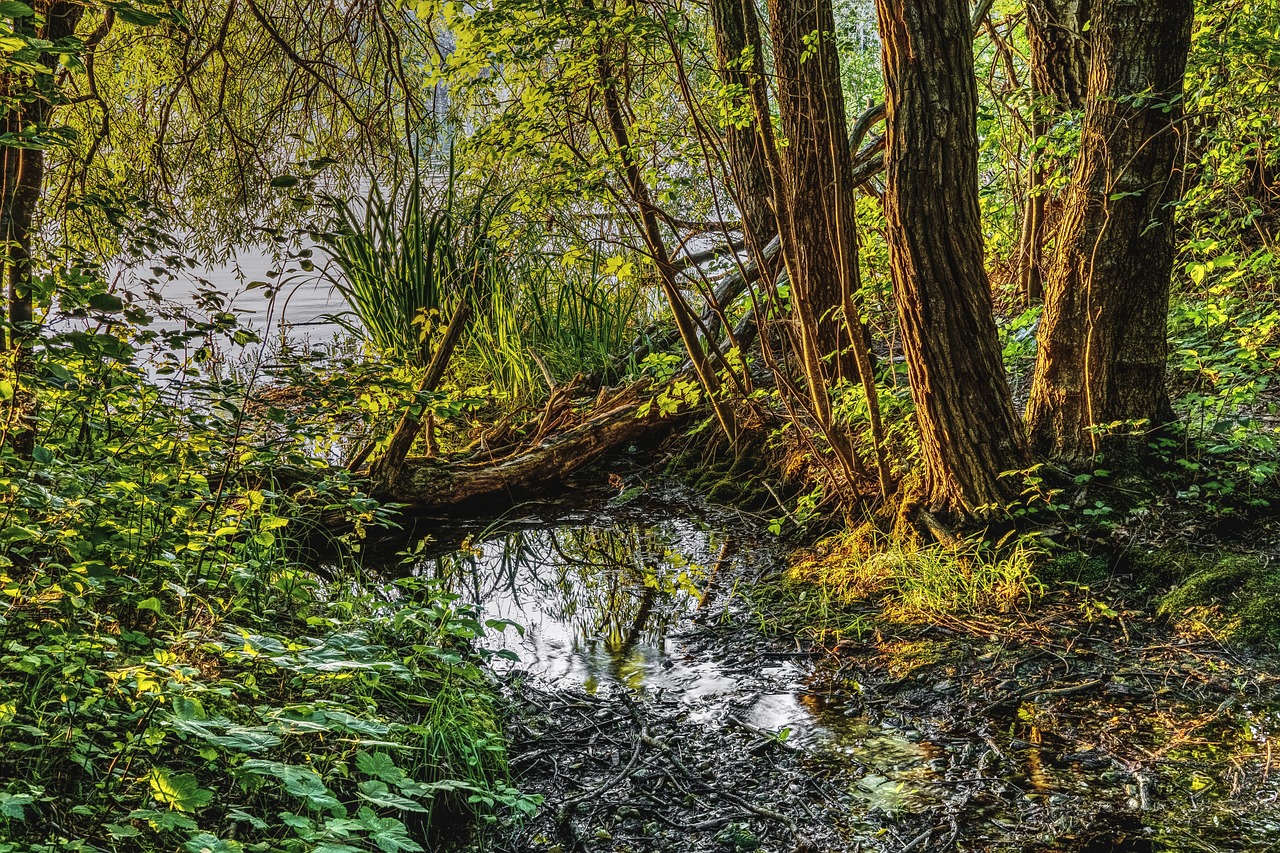 Image - swamp water mirroring trees pond