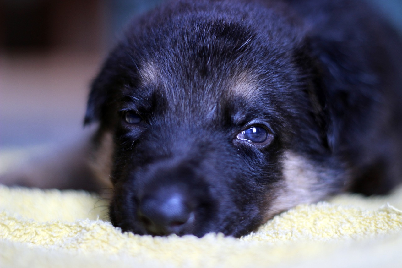 Image - german shepherd dog puppy look