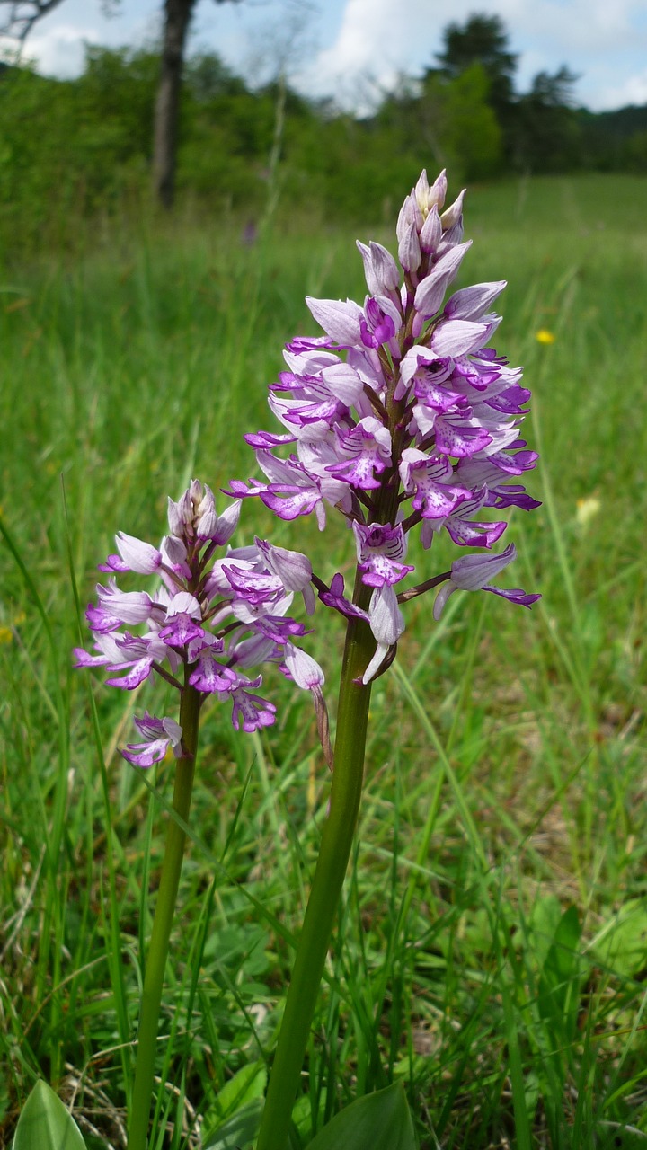 Image - military orchid german orchid meadow