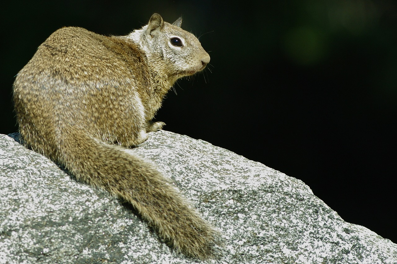 Image - squirrel rock wild