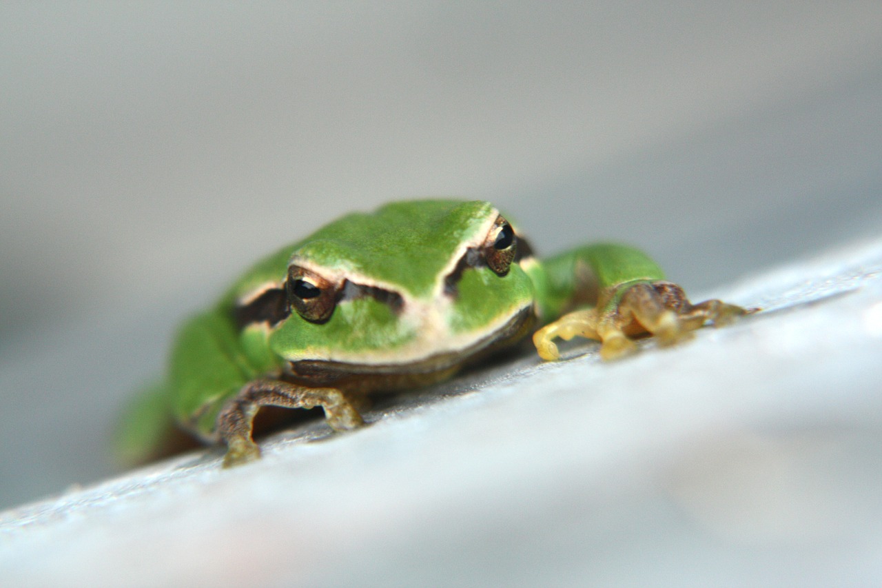 Image - green frog frog stick closeup