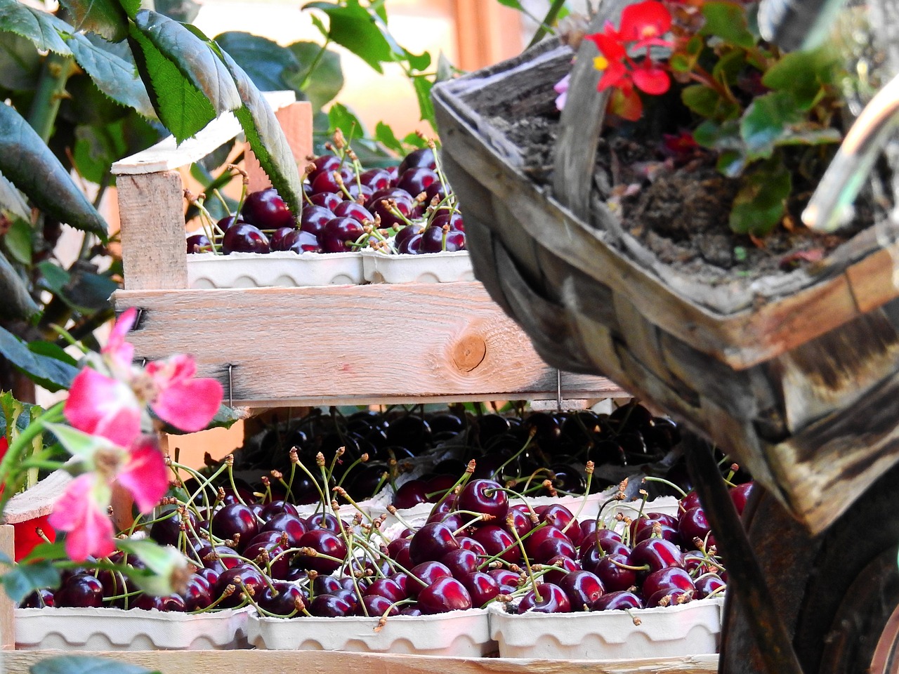 Image - fruit cherry drupe sales stand