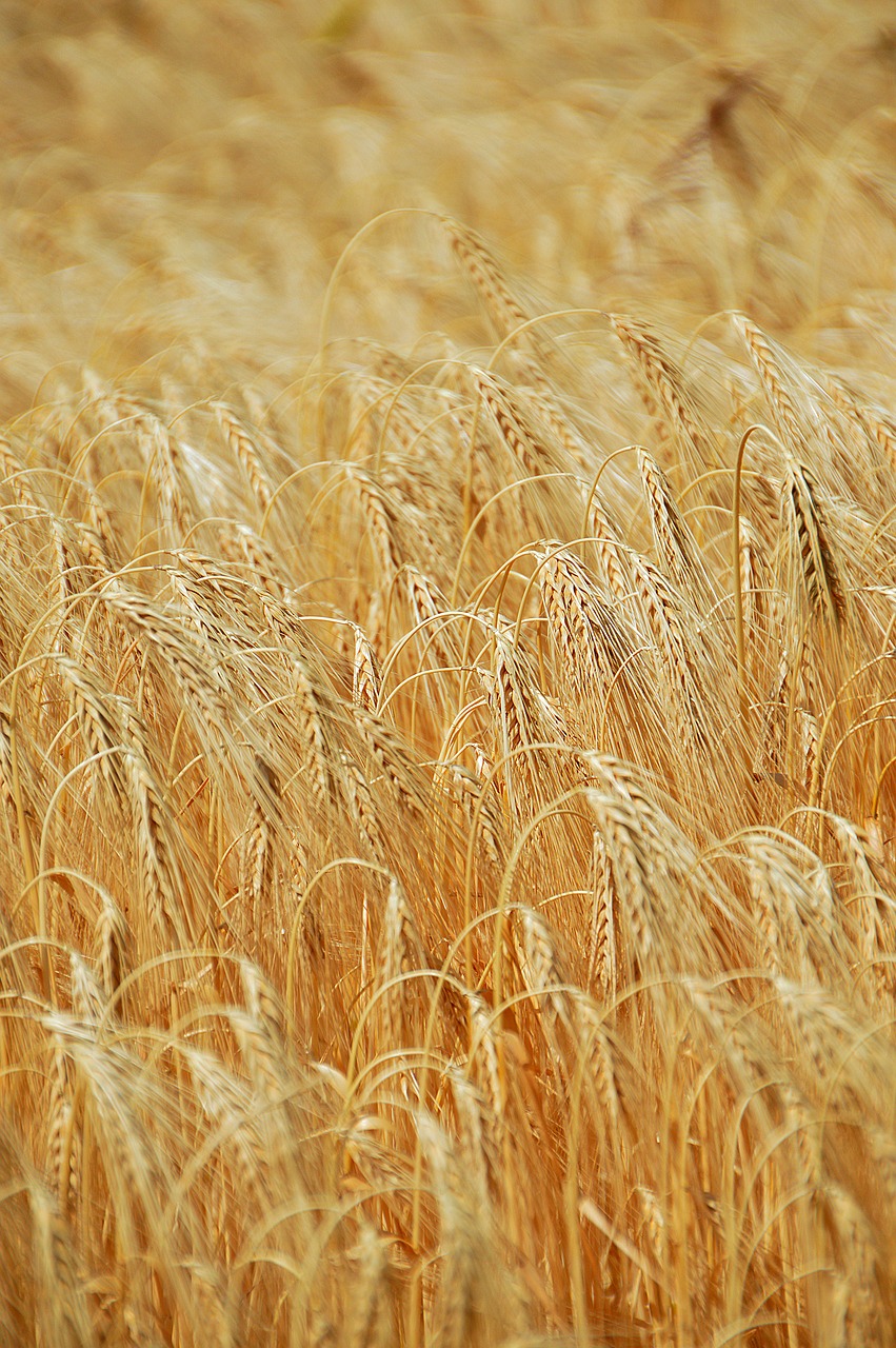 Image - wheat summer grain plants nature