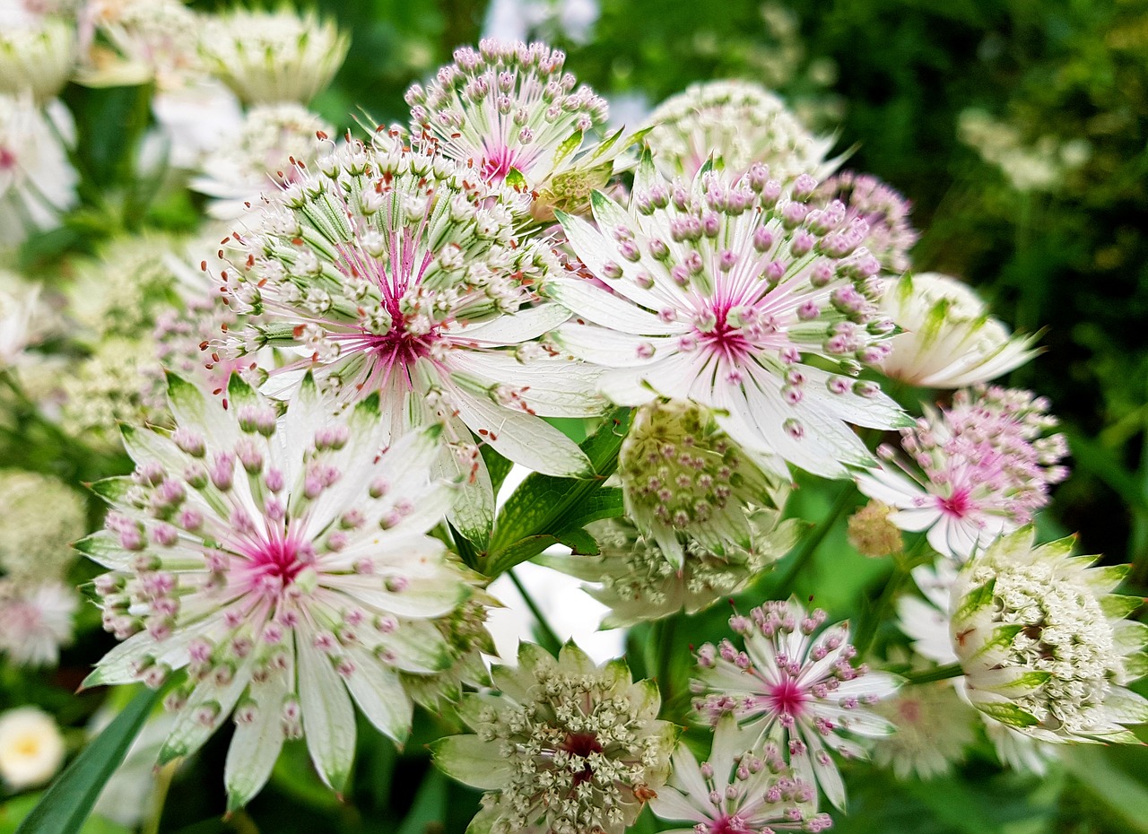 Image - flowers sterndolde astrantien