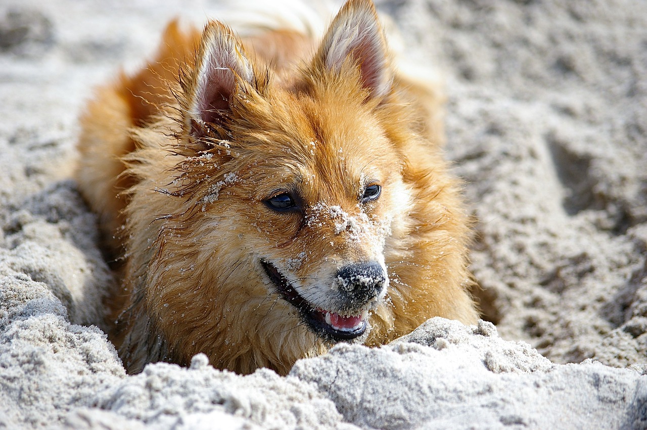 Image - dog tip shiba sand bus joy