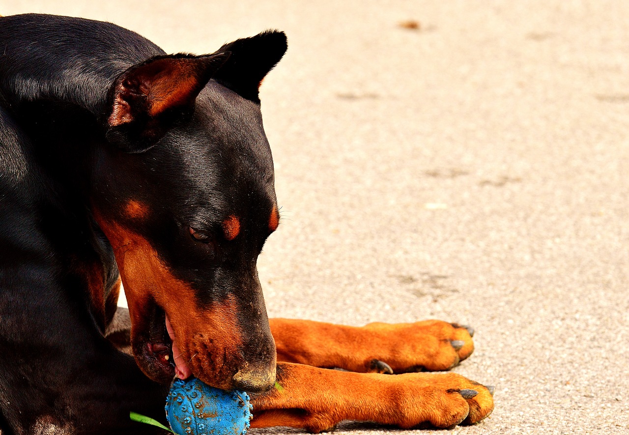 Image - doberman dog animal world animal