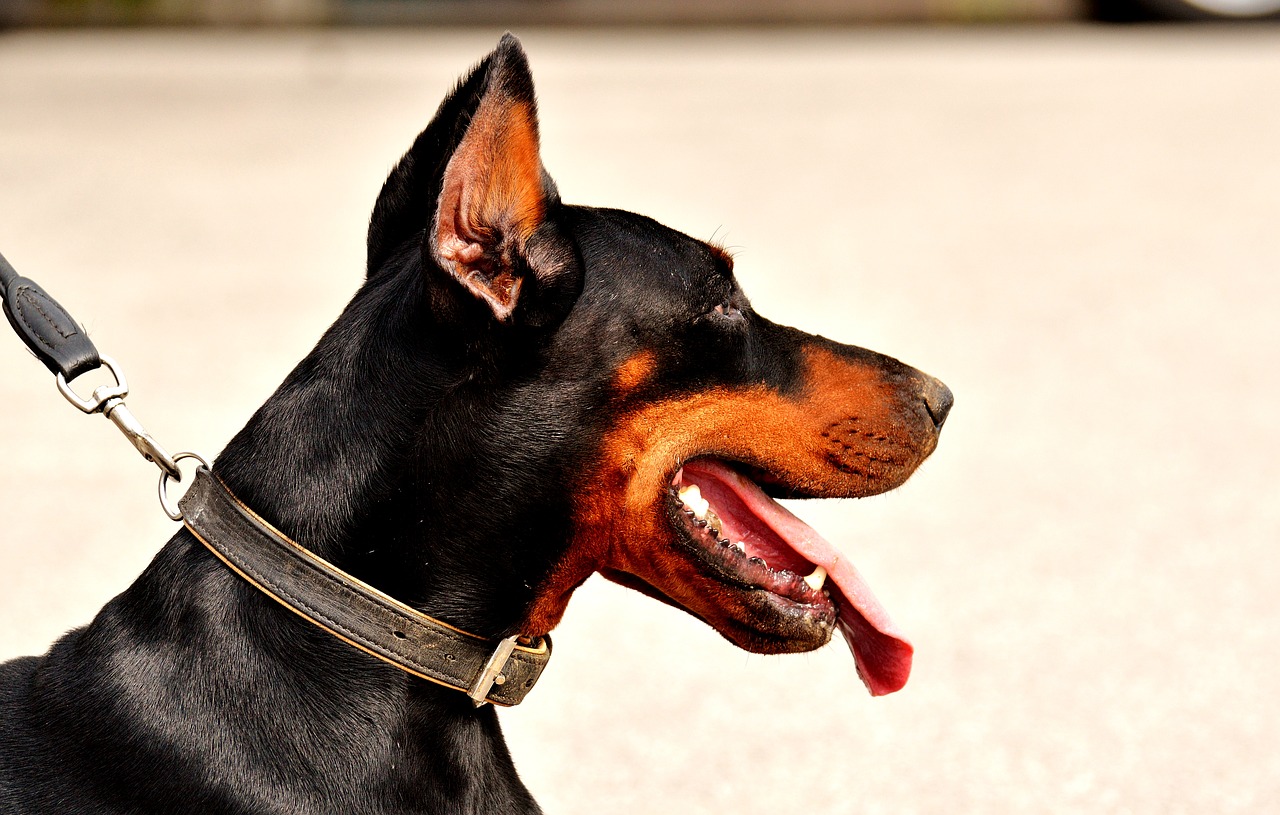 Image - doberman dog animal world animal