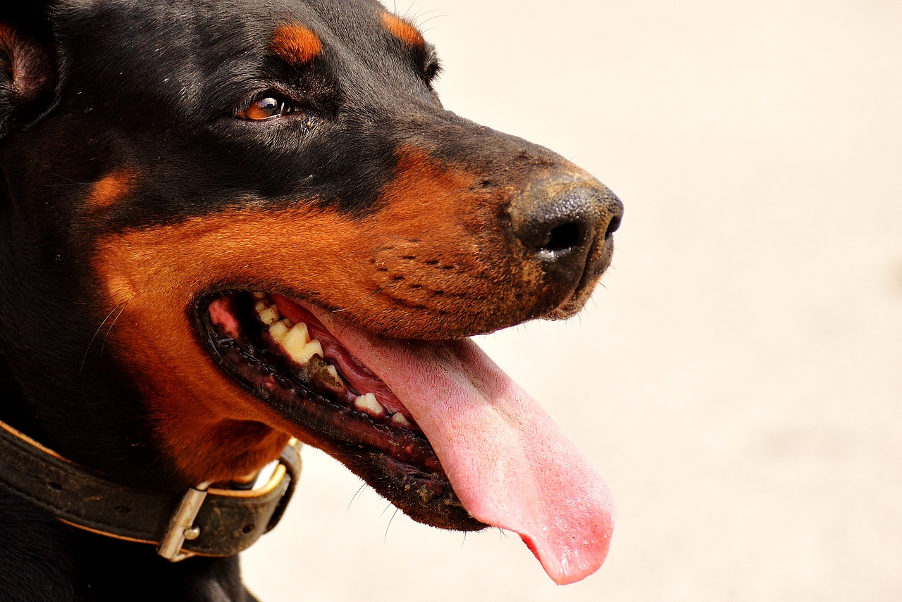 Image - doberman dog animal world animal