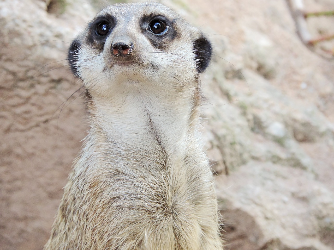 Image - meerkat zoo tiergarten curious