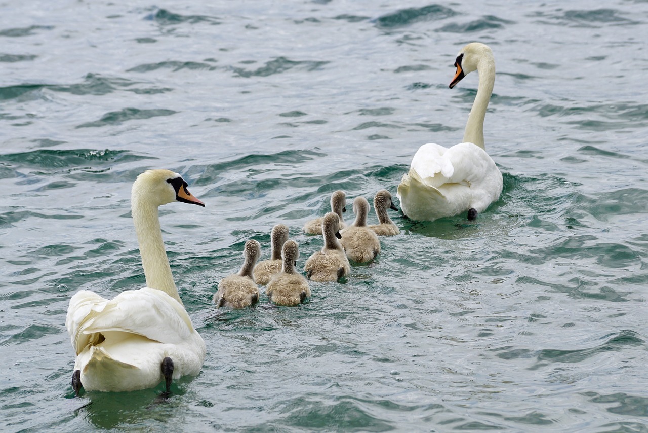 Image - swans family swan water white