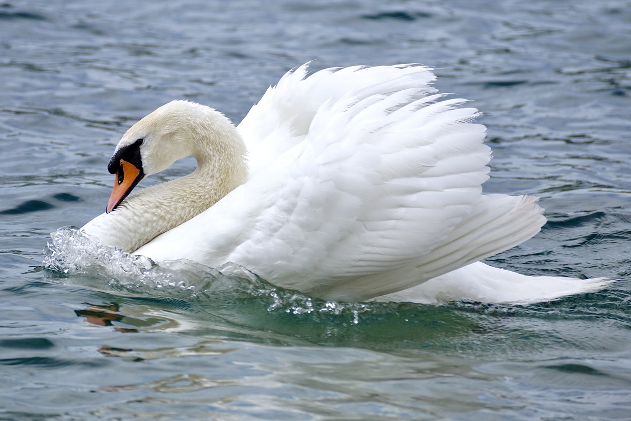 Image - swan swim bird water water bird