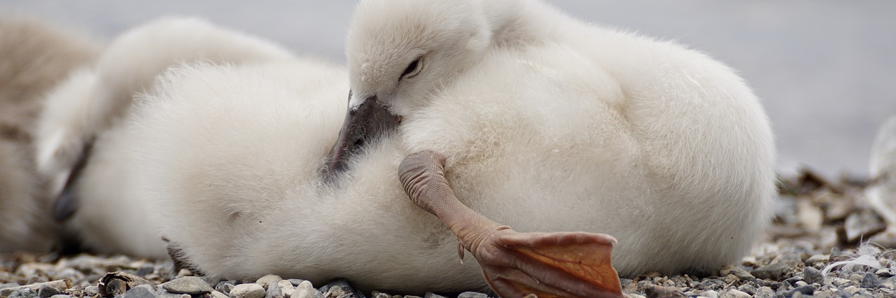 Image - swan chicks cute young animal