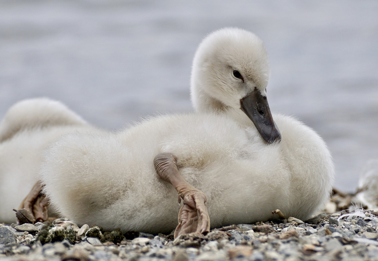 Image - swan chicks bird cute