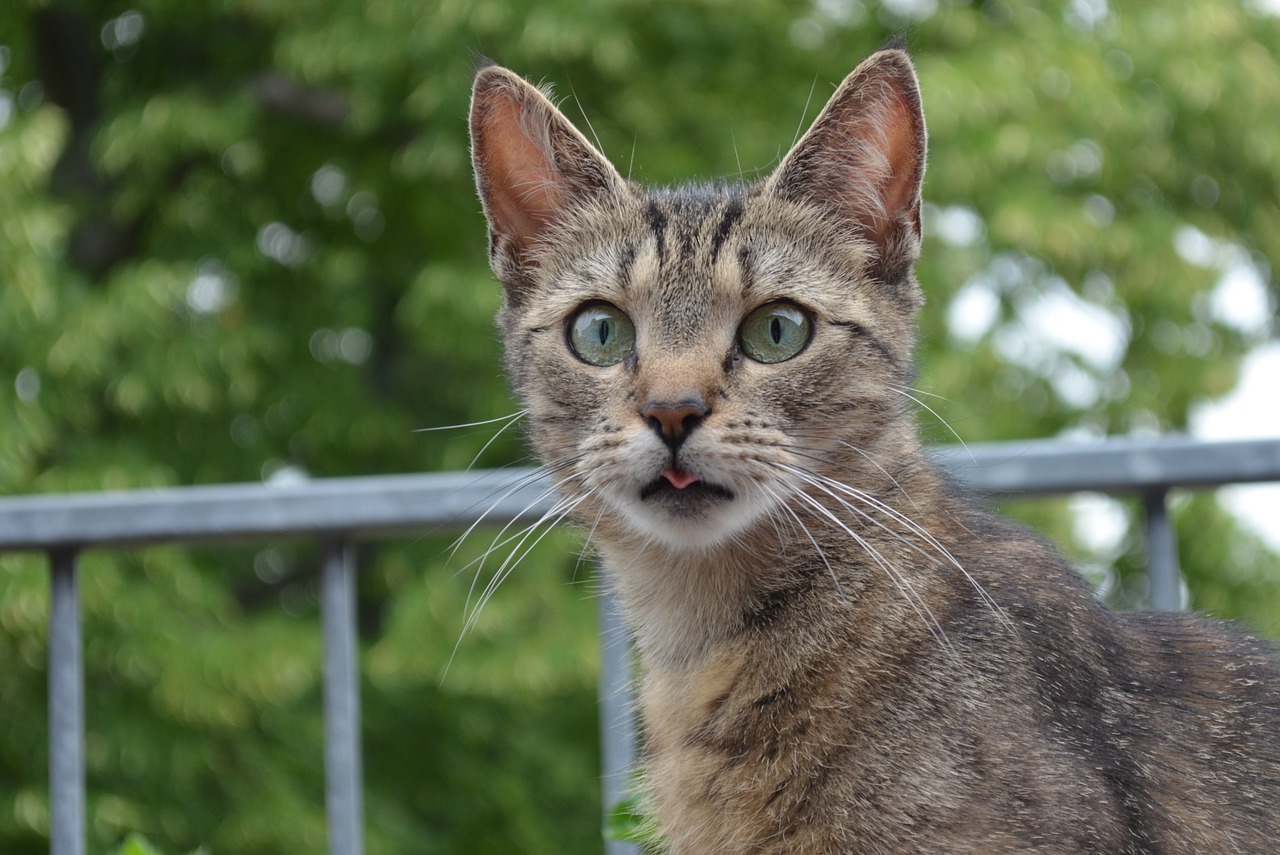 Image - cat baby cat kitten domestic cat
