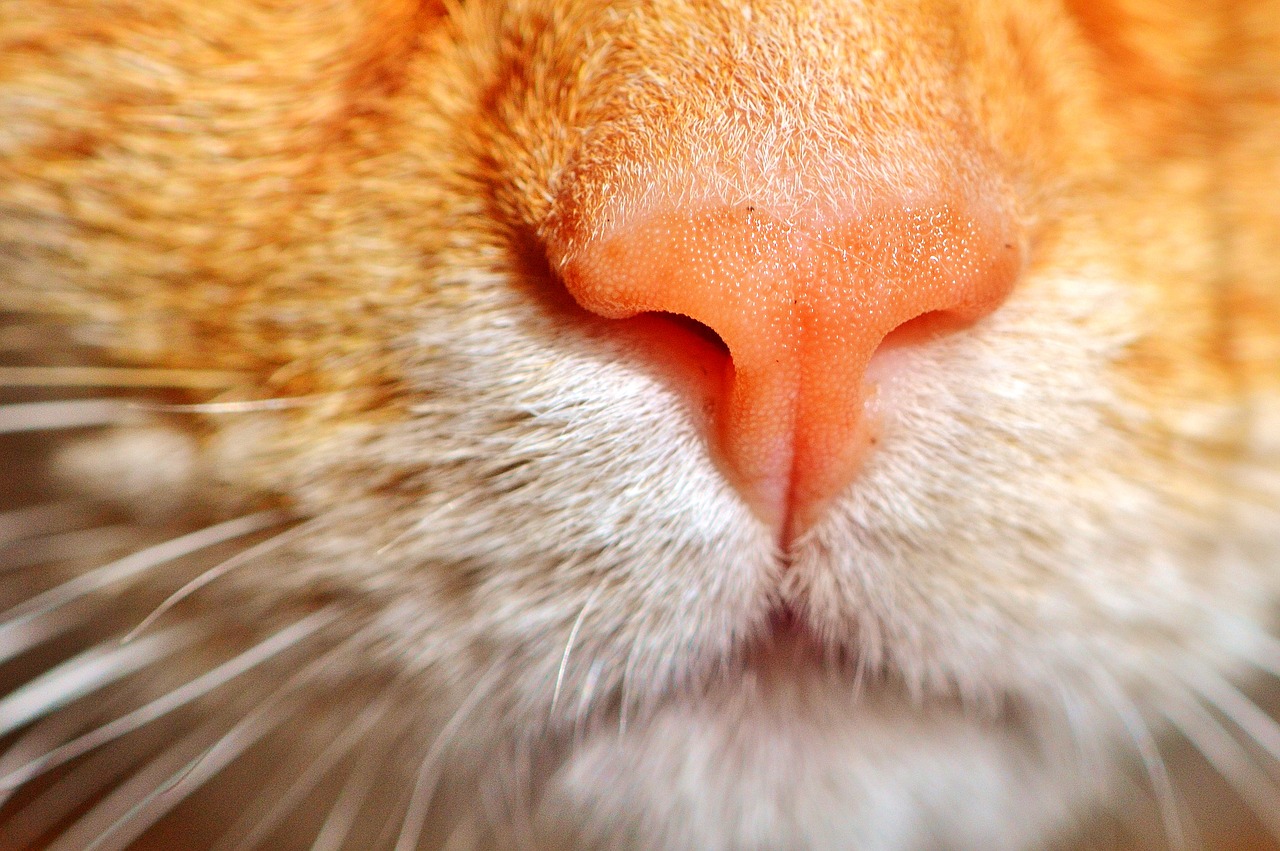 Image - cat puss cat nose mieze cute
