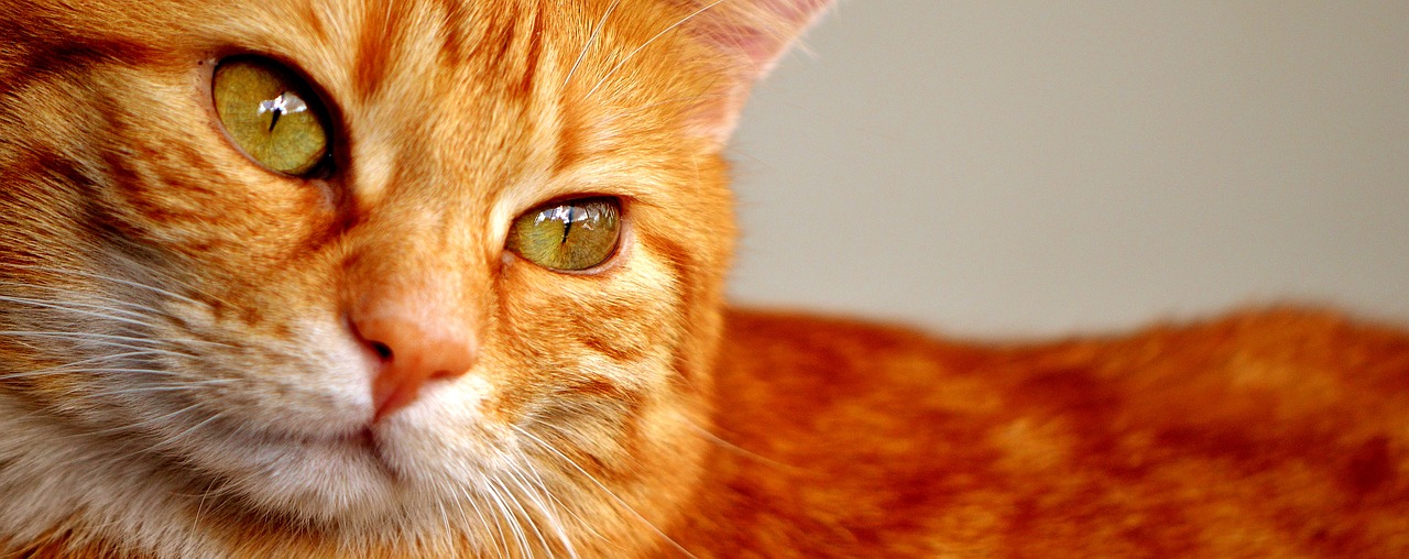 Image - cat red mackerel cute close pet
