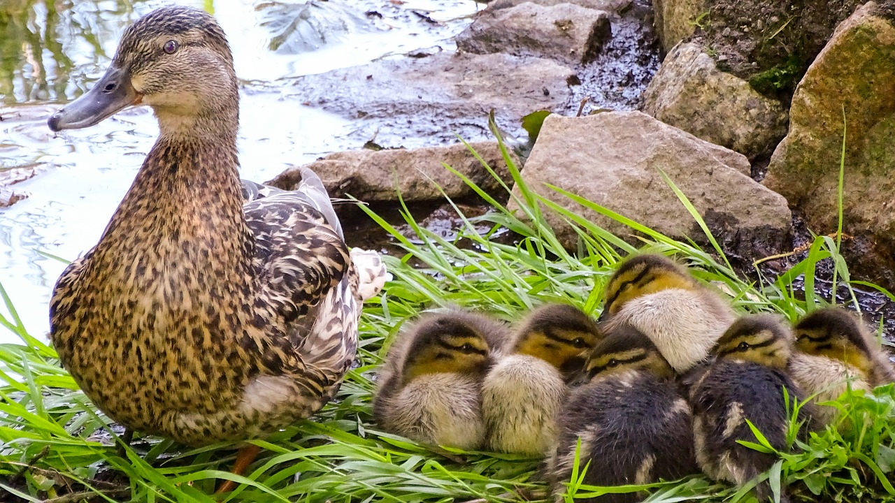 Image - duck wild duck wild duck chicks