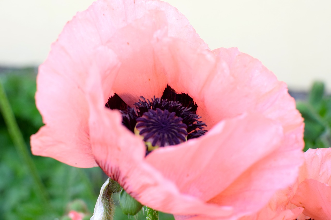 Image - poppy pink blossom bloom