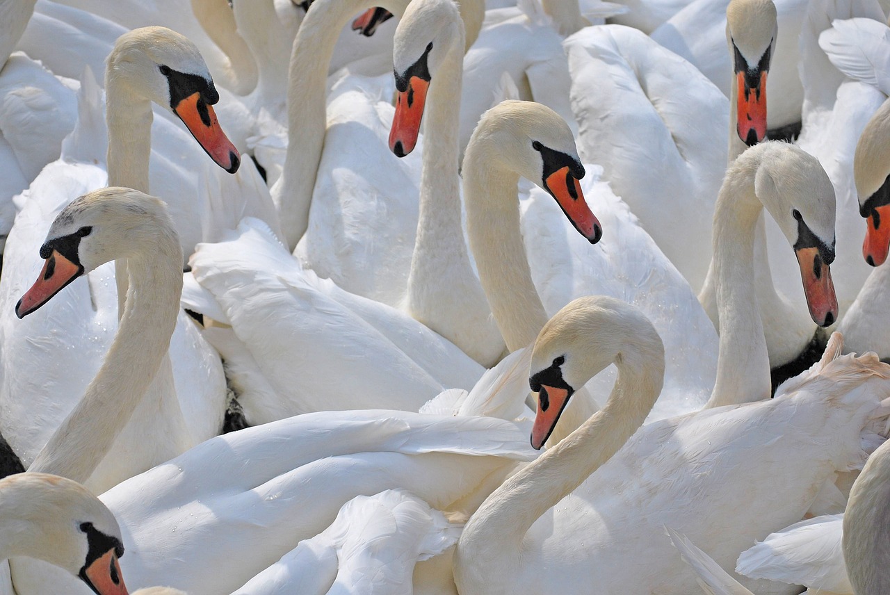 Image - swans edinburgh arthurs seat