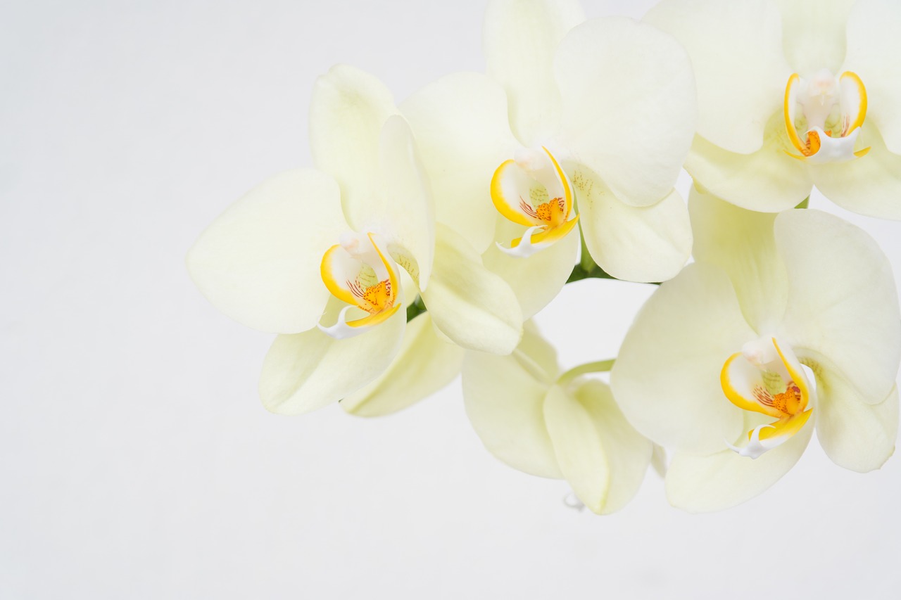 Image - flowers orchids floreal white