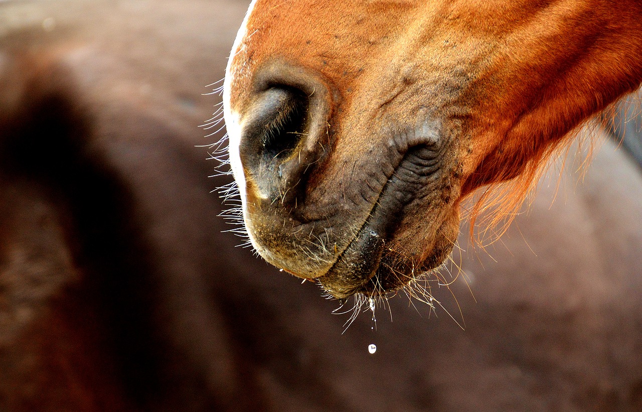 Image - horse snout nostrils close animal