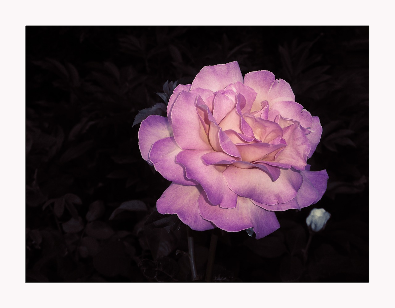 Image - nature exterior flower rose