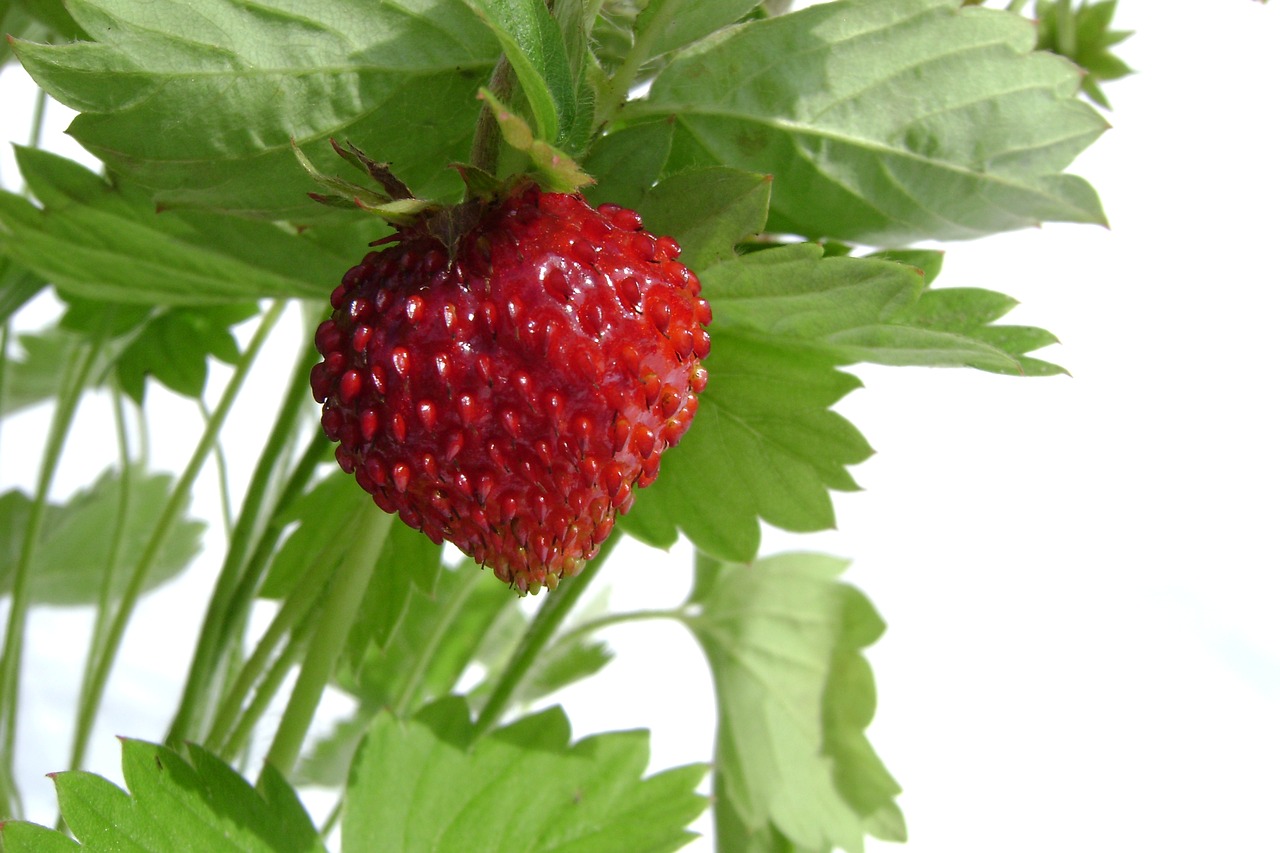 Image - fragaria vesca fruit summer